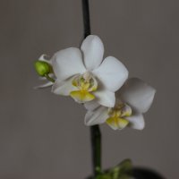 Орхидея :: Александр Марусов