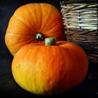 Orange pumpkin :: Галина Galyazlatotsvet