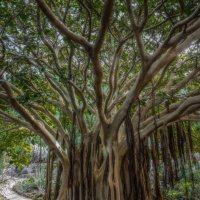 Spain 2015 Canary Gran Canaria Botanic g. :: Arturs Ancans