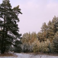 Зима в лесу. :: Маргарита ( Марта ) Дрожжина
