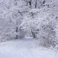 Прогулка по первому снегу :: Игорь Сикорский