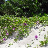 Пляжные цветы. :: Чария Зоя 
