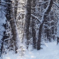 Маленькой ёлочке.... :: Валерий Князькин