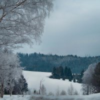 Белая берёза за моим окном :: Владимир Максимов