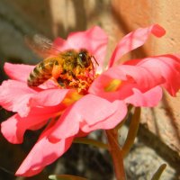 Пчелиный сбор :: Юлия Жогина