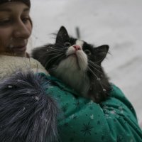 Кот впервые видит снежинки :: Денис Гладких