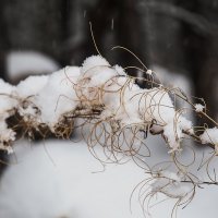 В зимнем лесу :: Zifa Dimitrieva
