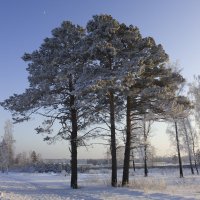 Три сосны :: Виктория - репортажный фотохудожник