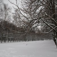 Измайловский парк зимой :: Юрий Бомштейн