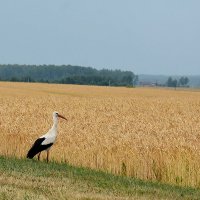 Не верю своему счастью.....! :: Sergey (Apg)