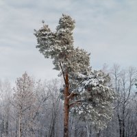 Зимушка-зима :: Сергей Николаевич Бушмарин