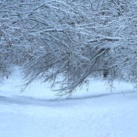 Зима! :: Наташа Шамаева