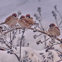 Воробышки  и  хрусталь. :: Валера39 Василевский.