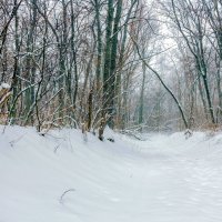 Спокойно в лесу... :: Юрий Стародубцев