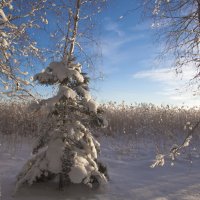 вот такие зимние наряды... :: liudmila drake