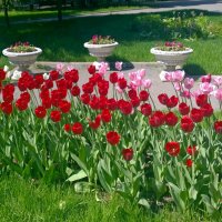 Тюльпаны в Екатерининском парке  #весна #Москва  #парк  #тюльпаны  #nata_cygan :: Наталья (Nata-Cygan) Цыганова