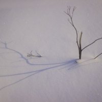 Тени на снегу - отпечатки душ (с) Кипелов :: Юля Колосова