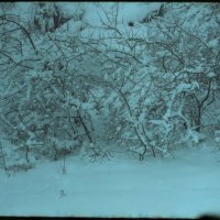 Зима :: Сурикат Сусликов