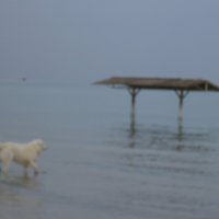 Собака на Мёртвом море :: Надежда 