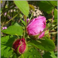 Розовые бутоны :: lady v.ekaterina