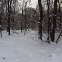 Зима в Измайловском парке :: Андрей Лукьянов