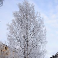 Серебряный убор деревьев в январе :: Светлана Ку