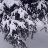 Снежные лапки :: Елена Семигина