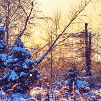 В зимним лесу :: Андрей Куприянов