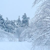Зима :: Надежда Акушко 