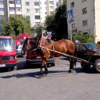 1 лошадиная сила- а везет как бус... :: Александр Прокудин