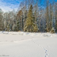 Зимний лес. :: Виктор Евстратов