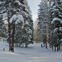 Отдых в зимнем лесу. :: Виктор Евстратов