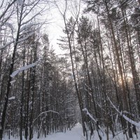 Зимний лес :: Денис Геранькин