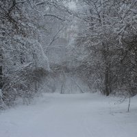 Зима. :: Наташа Шамаева