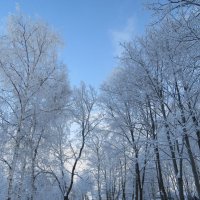 В зимнем парке :: Вера Щукина