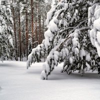 Зимний наряд :: Милешкин Владимир Алексеевич 