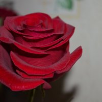 Алая роза :: Анастасия 