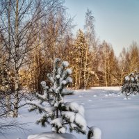 В лесу роди́лась ёлочка :: Андрей Дворников