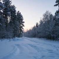 Зимний лес :: Алена Сизова