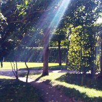 солнечные лучи пробиваются сквозь густую крону деревьев :: Виктория 