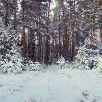 В зимнем лесу :: Павлова Татьяна Павлова