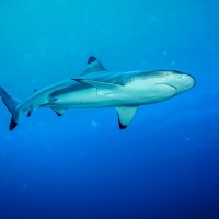 Рифовая акула :: Сергей Вахов