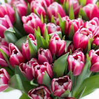 Тюльпаны :: Anastasiya 
