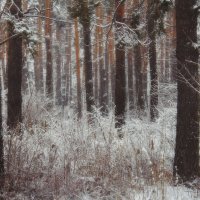 Зима в лесу :: Natalya Danilova