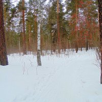 Лесными тропами. :: Мила Бовкун