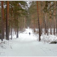 Прогулка в лесу. :: Мила Бовкун