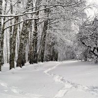 С камерой по зимнему лесу :: Милешкин Владимир Алексеевич 