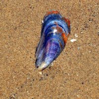 Sea shell :: Наталия 