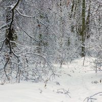 Ветка в снегу.. :: Юрий Стародубцев