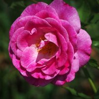 Чайно гибридная роза "Violette parfumée" :: wea *